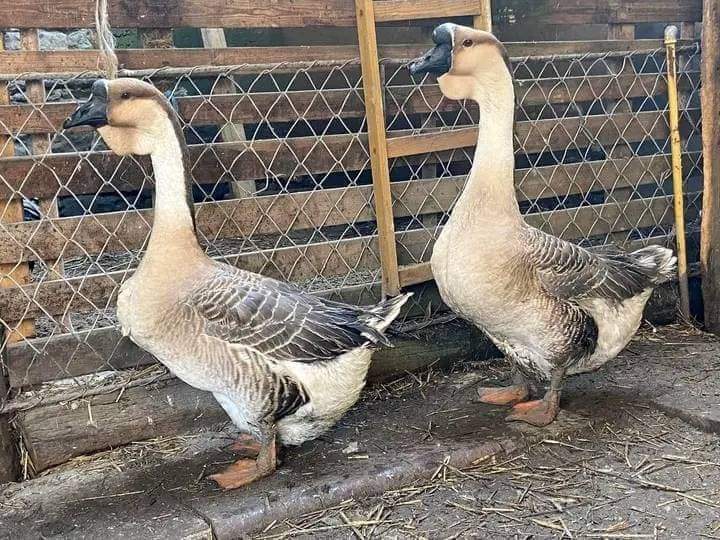 African Goose