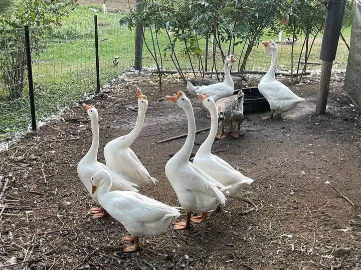 Chinese Geese