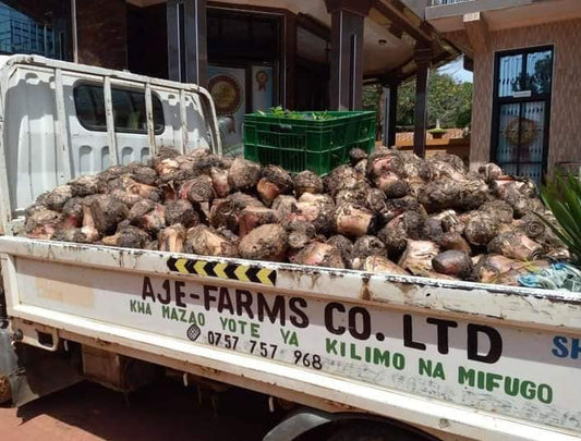 Miche ya Migomba Ya Vikonya (Suckers)