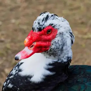 Bata Muscovy Wakubwa