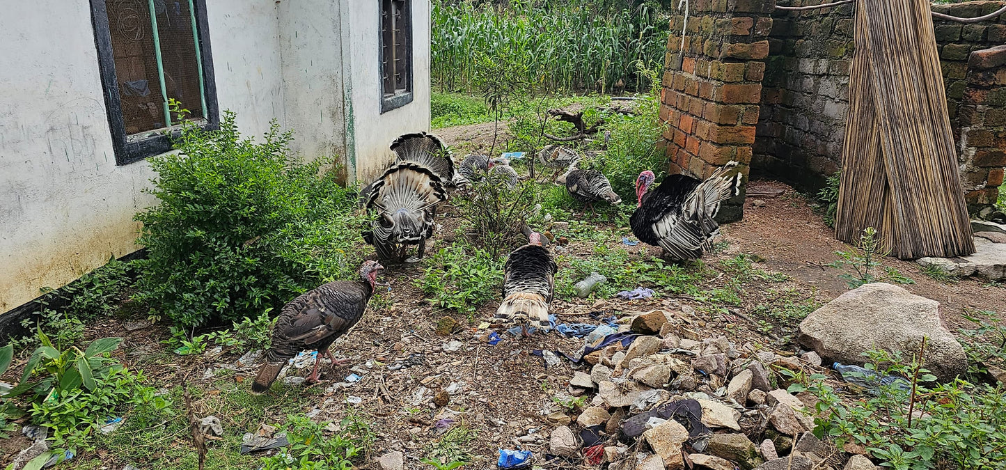 Bata Mzinga /Turkeys