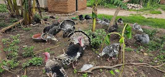 Bata Mzinga /Turkeys