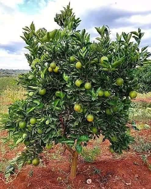 Miche ya Kisasa ya Chungwa