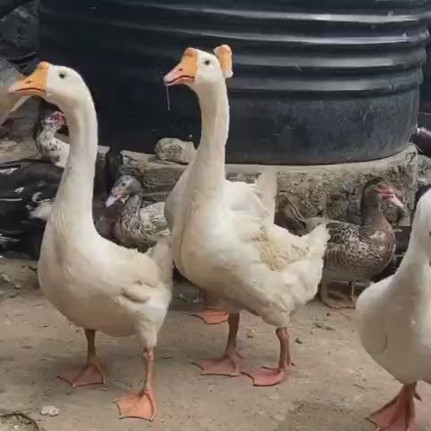 Chinese Geese