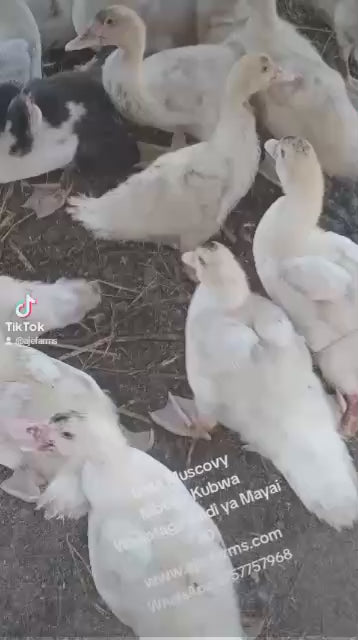 Bata Muscovy Vifaranga